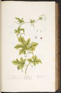 Planche 37, Bryone, de 