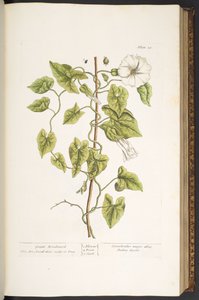 Planche 38, Great Bindweed, de 