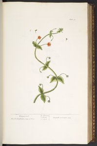 Planche 43, Pimpernell, de 