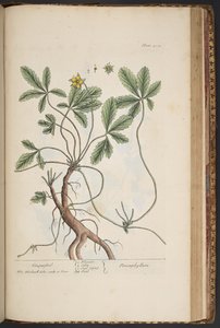 Planche 454, Potentille, de 