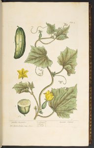 Planche 4, Concombre de jardin, de 