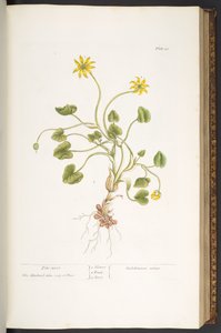 Planche 51, Herbe aux Hémorroïdes, de 