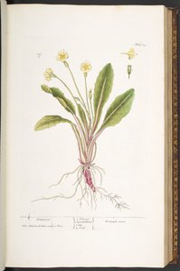 Planche 52, Primevère, de 