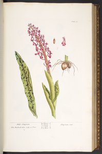 Planche 53, Satyrion mâle, de 