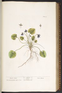Planche 55, Violette de mars, de 