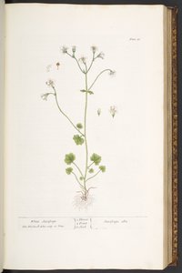 Planche 56, Saxifrage Blanche, de 