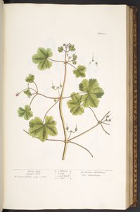 Planche 58, Pied de colombe, Géranium des prés, de 
