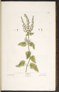 Planche 9, Sauge des bois, de 