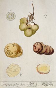 Tubercules de pomme de terre, planche de 