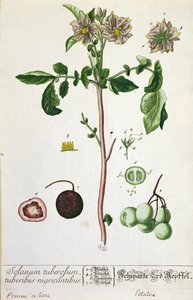 Plante et fruit de pomme de terre, planche de 