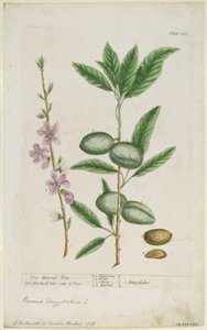 Prunus amygdalis dulcis. Amande douce, 1737