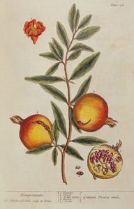 Punica granatum, d
