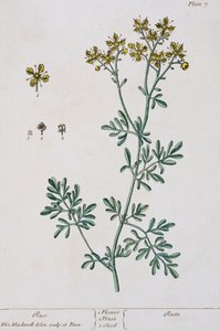 Rue, planche 7 de 