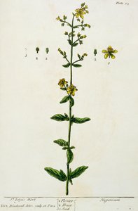 Millepertuis, planche 15 de 