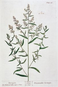 Estragon, 1782 - Elizabeth Blackwell