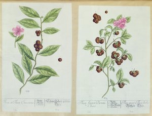 Thé et thé de Chine, planche de 