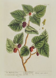 Le mûrier, planche 126 de 