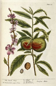 Le Pêcher - Elizabeth Blackwell