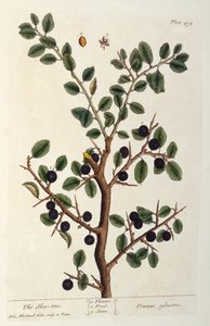 Le prunellier, planche 494 de 