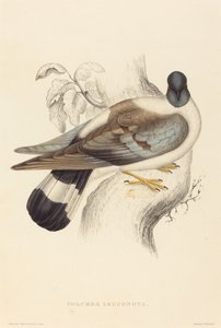 Columba Leuconota (Pigeon des neiges) - Elizabeth Gould