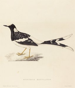Enicurus Maculatus (Forktail tacheté) - Elizabeth Gould