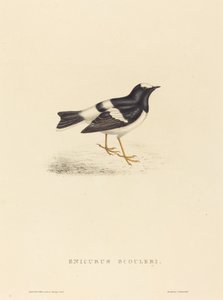 Enicurus Scouleri (Petite Forktail) - Elizabeth Gould