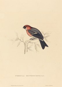 Pyrrhula Erythrocephala (Bouvreuil à tête rouge) - Elizabeth Gould