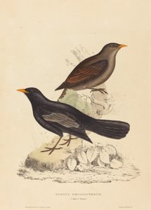 Turdus Poecilopterus (Grive aztèque) - Elizabeth Gould