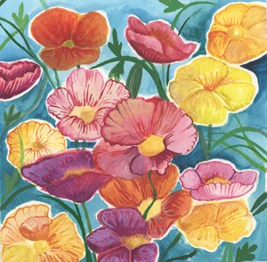 Coquelicots d