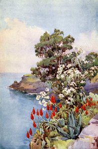 Aloès et arbre marguerite (lithographie en couleur) - Ella Du Cane