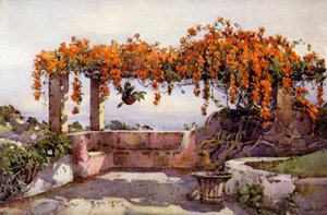 Bignonia Venusta - Ella Du Cane
