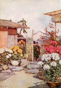 Chrysanthèmes, Kyoto - Ella Du Cane