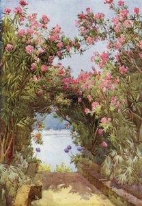 Lauriers-roses, Isola Madre, Lac Majeur - Ella Du Cane