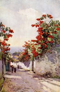Poinsettia sur la route du Mont