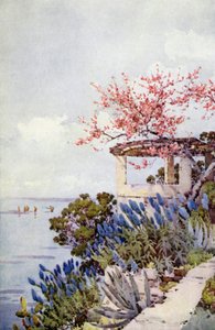 Fierté de Madère et Fleur de Pêcher - Ella Du Cane
