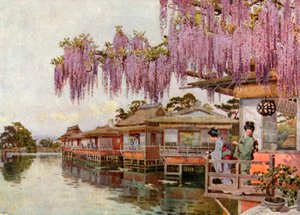 Wistaria, Nagaoka (lithographie couleur) - Ella Du Cane