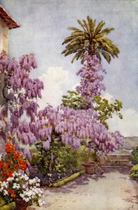 Glycine, Quinta Da Levada - Ella Du Cane