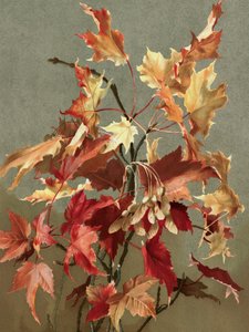 Feuilles d
