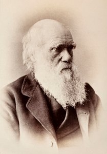 Charles Darwin : naturaliste anglais - Elliott und Fry Studio