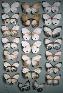 Vingt-Deux Papillons - Ellis Rowan