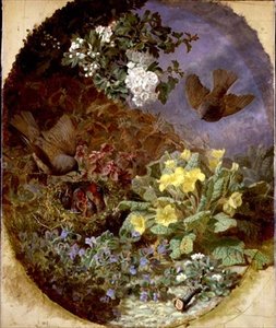 Troglodytes nourrissant leurs petits dans un nid (s. & d. 1876)