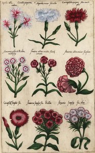 Différentes variétés d