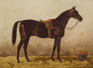 Cheval noir sellé - Emil Volkers