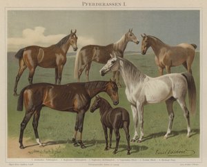 Races de chevaux