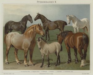 Races de chevaux