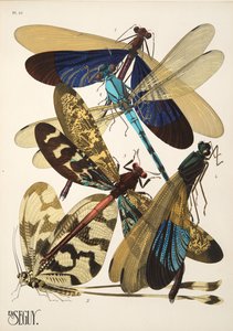 Planche 10 de Insectes, pub. années 1930 - Émile Allain Séguy