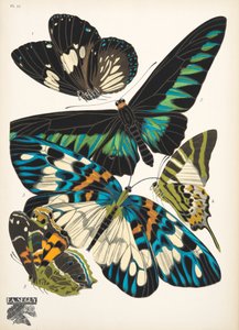 Planche 10, de Papillons, pub. 1925 - Émile Allain Séguy