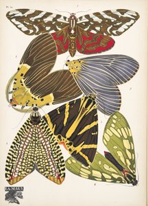 Planche 14, de Papillons, publié en 1925 - Émile Allain Séguy
