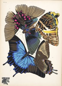 Planche 16, de Papillons, publié en 1925 - Émile Allain Séguy