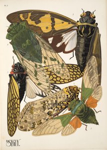 Planche 2 de Insectes, pub. années 1930 - Émile Allain Séguy